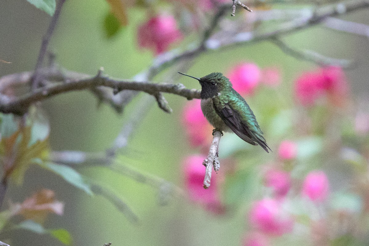 Ruby-throated Hummingbird - Jane Benson