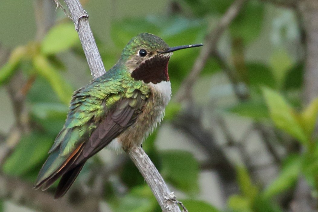 Broad-tailed Hummingbird - Ron Podhajsky