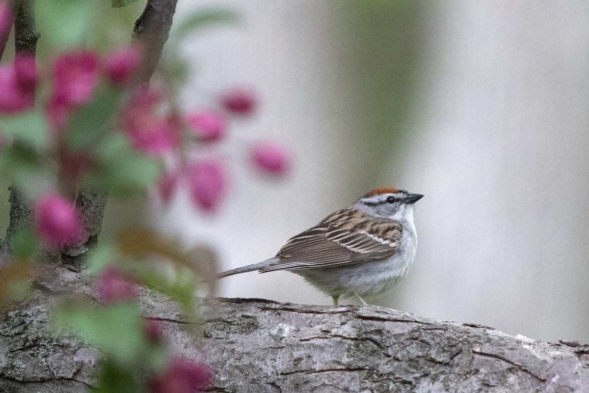 Chipping Sparrow - ML161366791