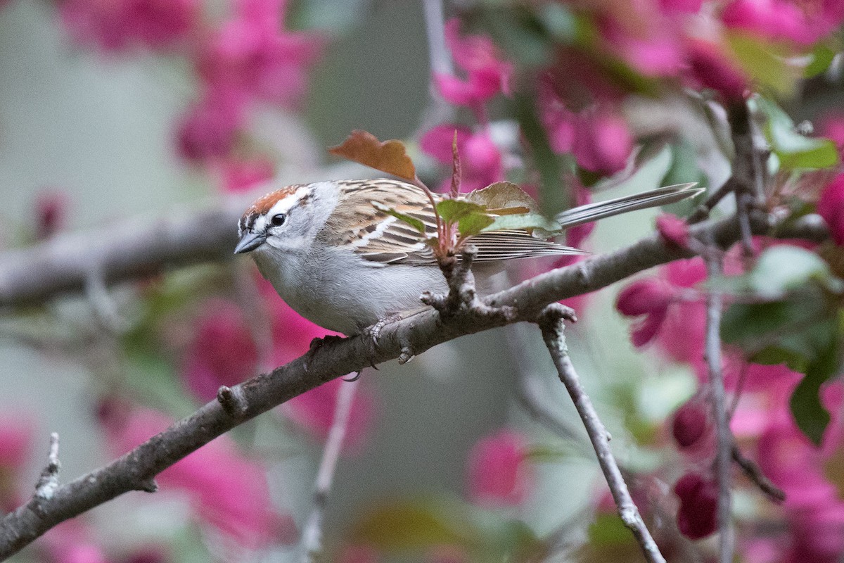 Chipping Sparrow - ML161366801