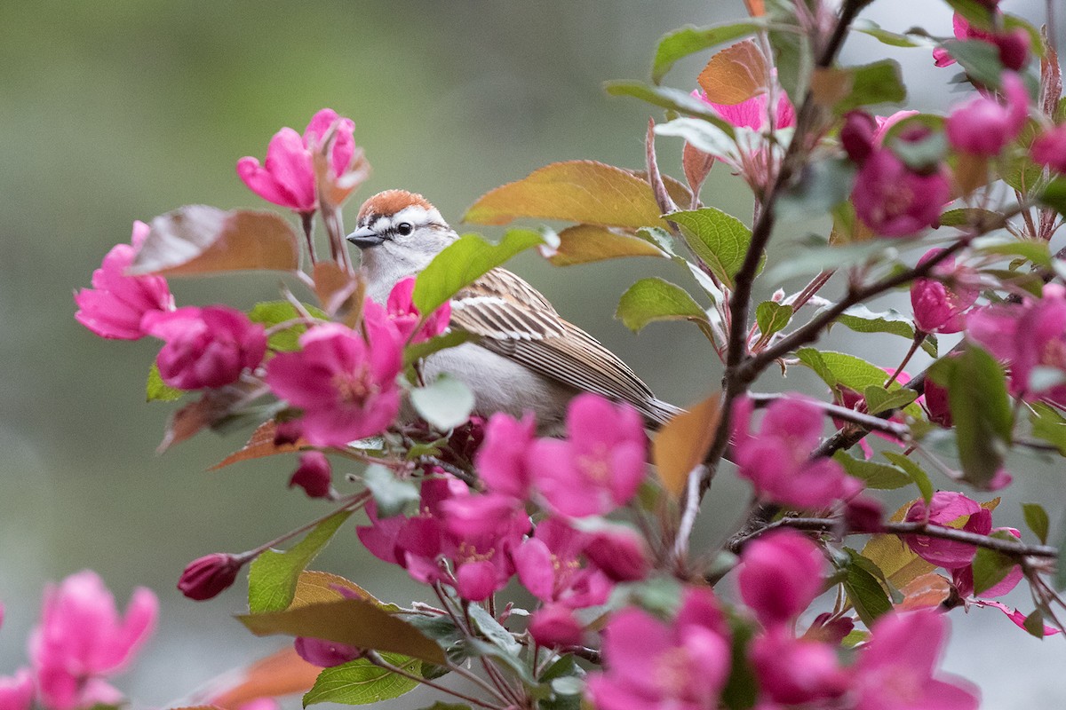 Chipping Sparrow - ML161366831