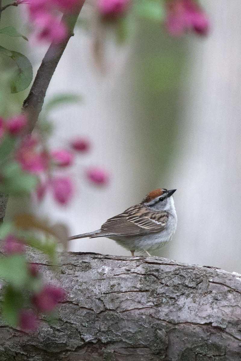 Chipping Sparrow - ML161366841
