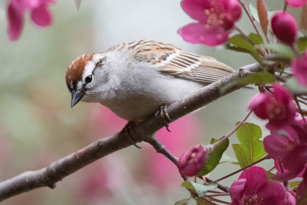 Chipping Sparrow - ML161366851