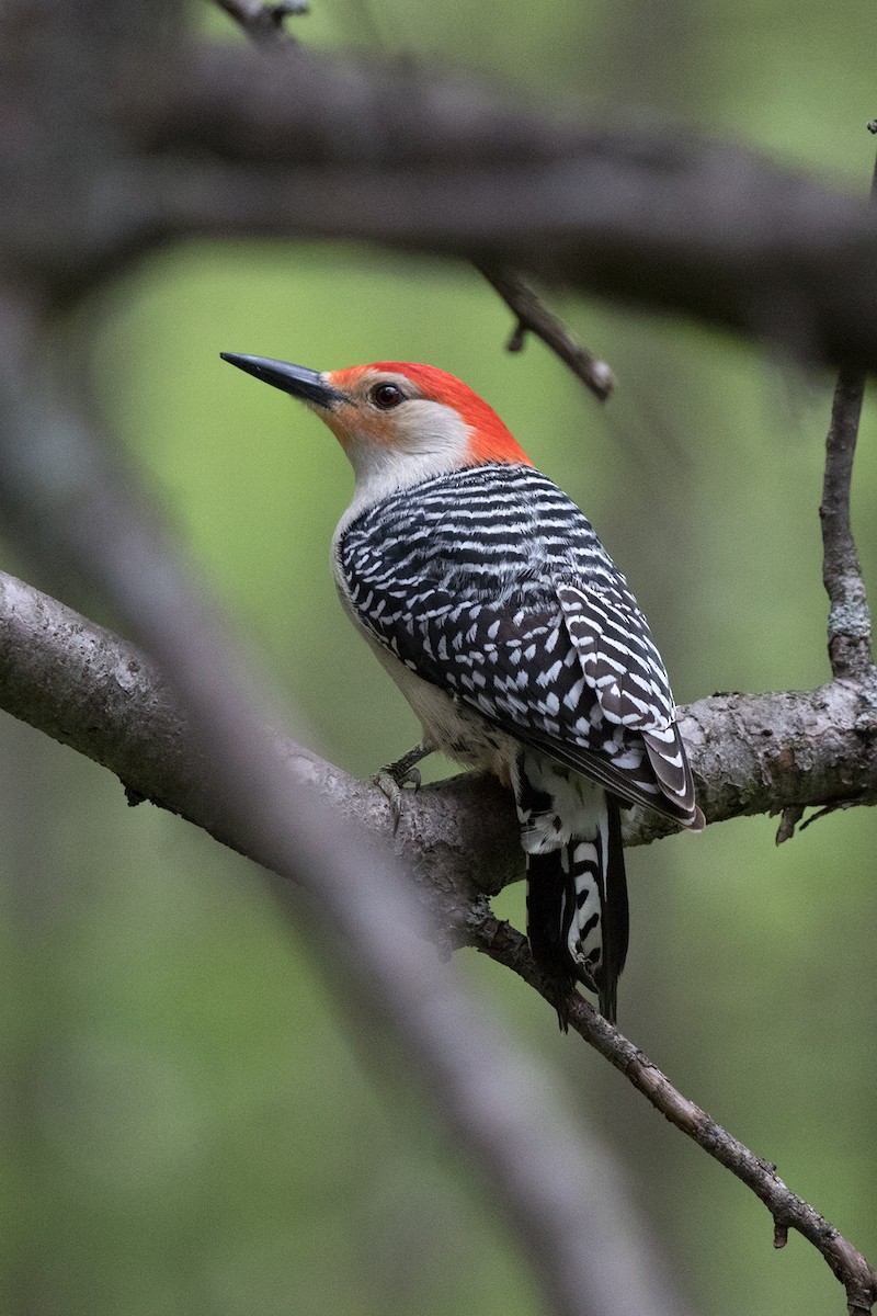 Red-bellied Woodpecker - Jane Benson