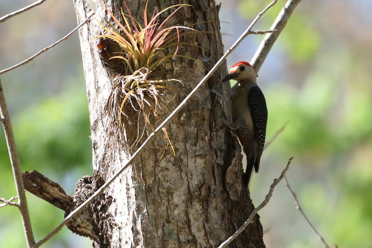 Golden-fronted Woodpecker - German Garcia