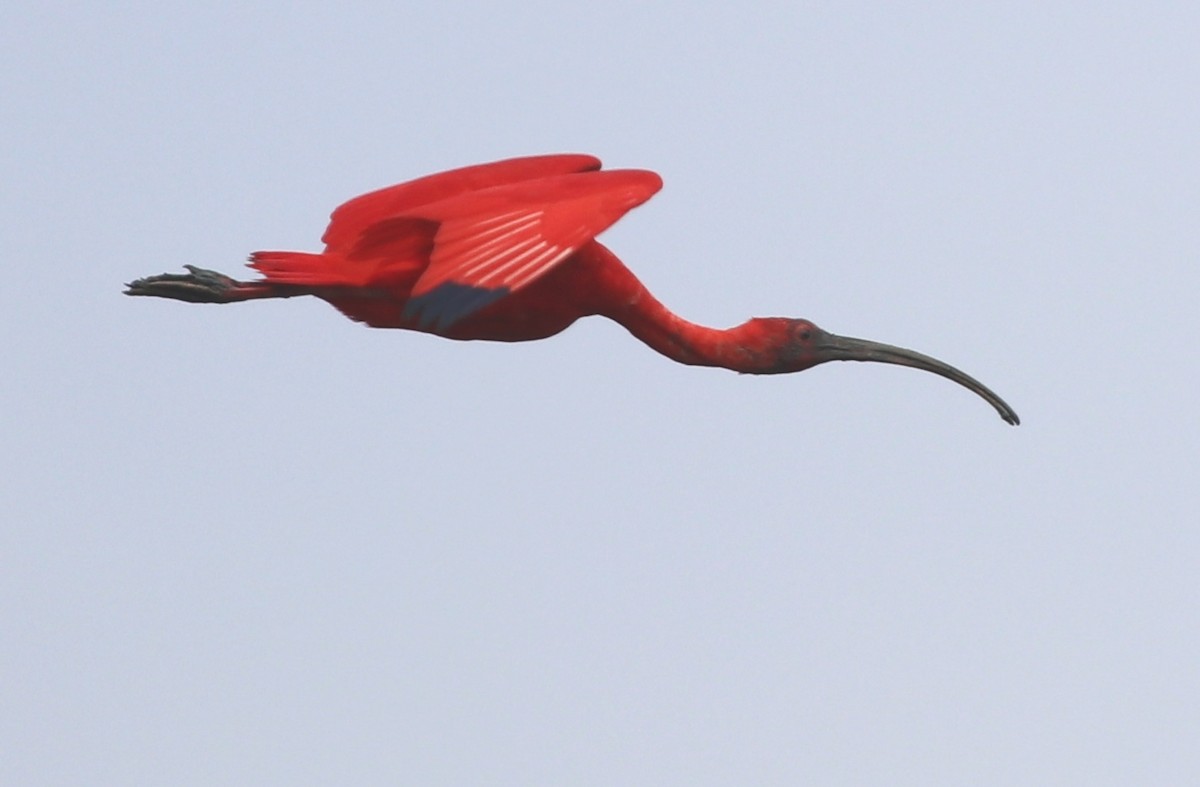 Scarlet Ibis - ML161368291