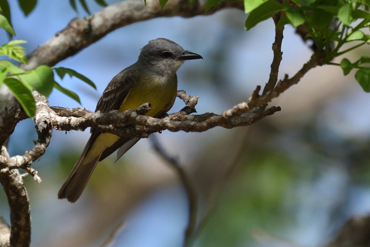 Tropical Kingbird - German Garcia