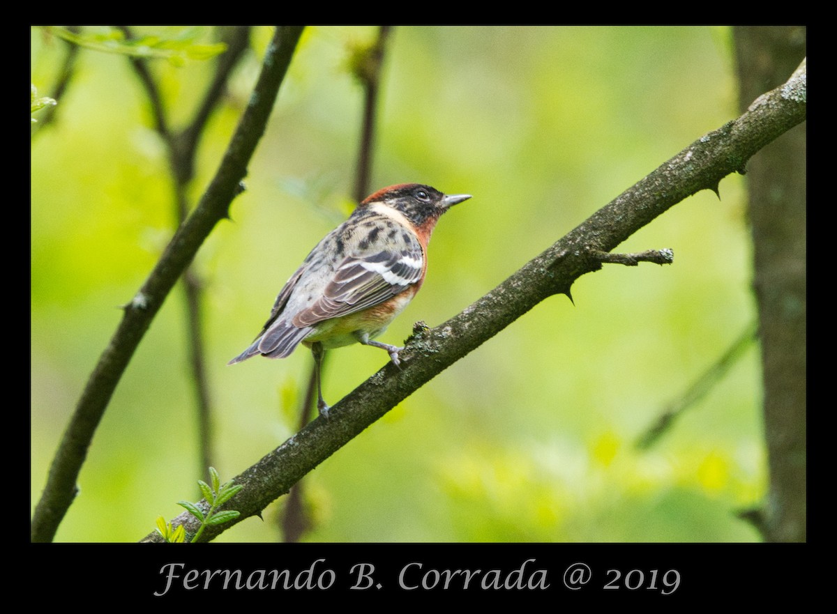 Bay-breasted Warbler - Fernando Corrada