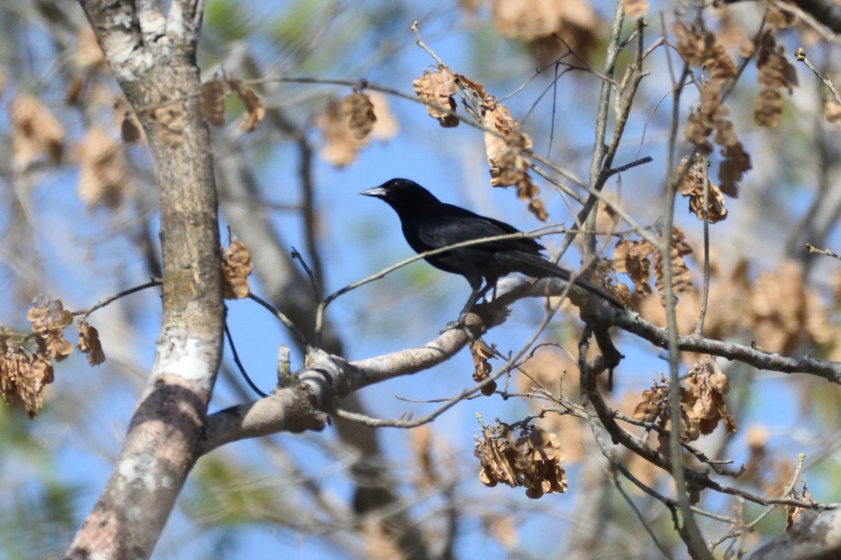 Melodious Blackbird - German Garcia