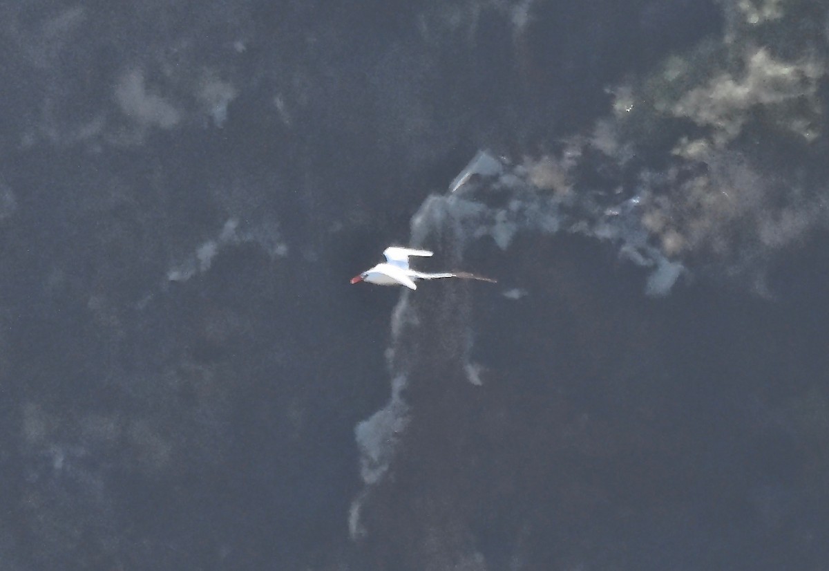 Weißschwanz-Tropikvogel - ML161369641
