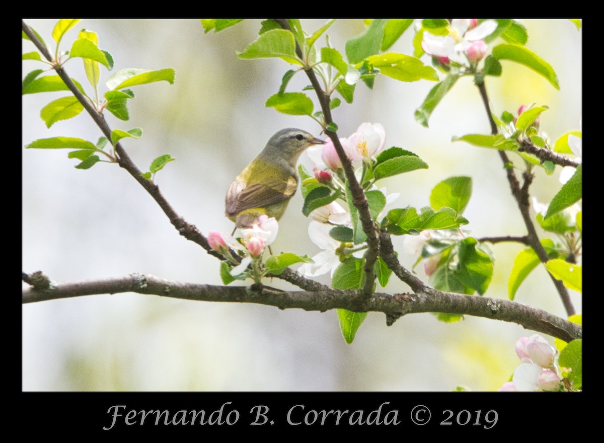 Tennessee Warbler - Fernando Corrada