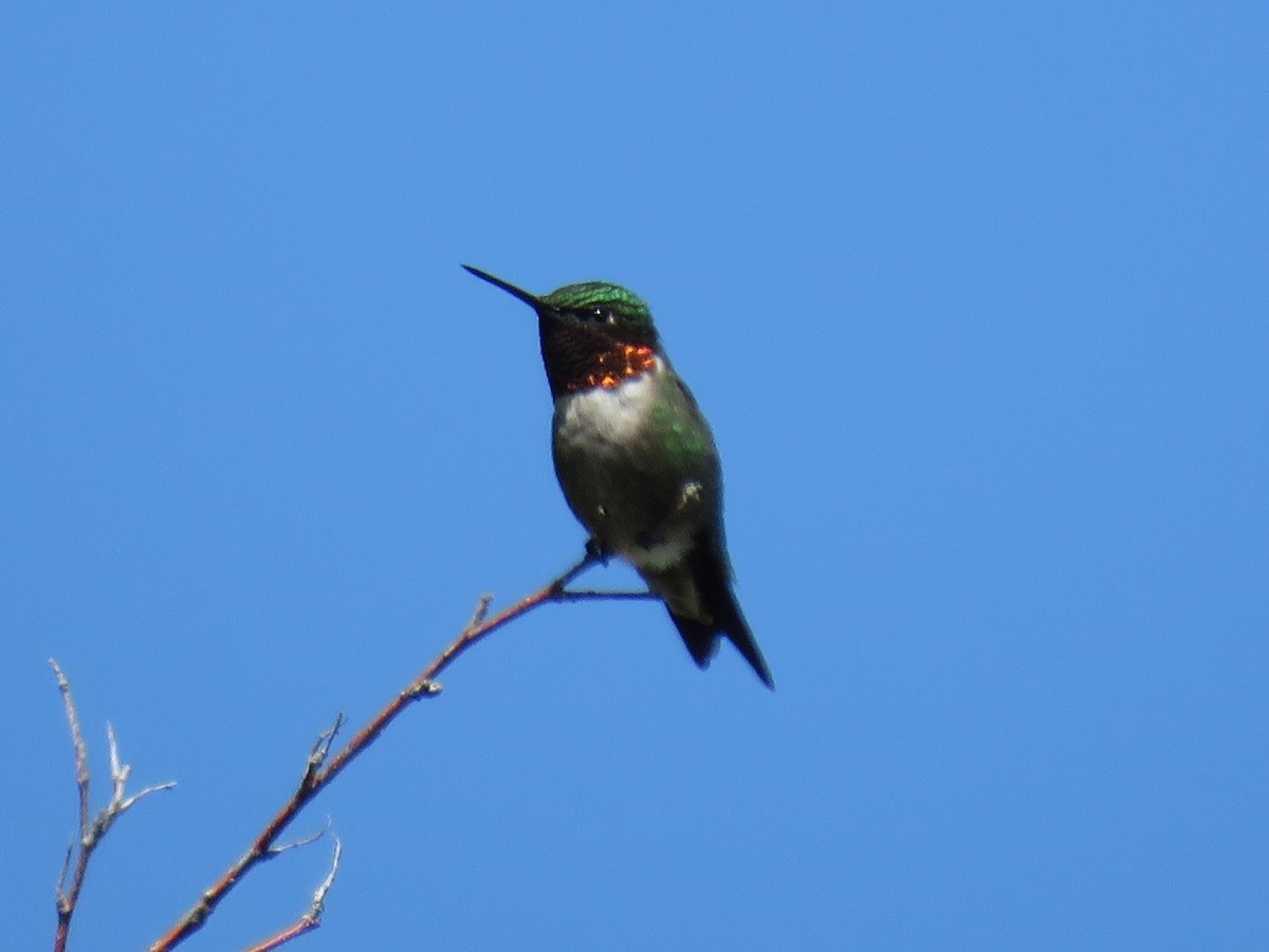 Ruby-throated Hummingbird - RB Birder