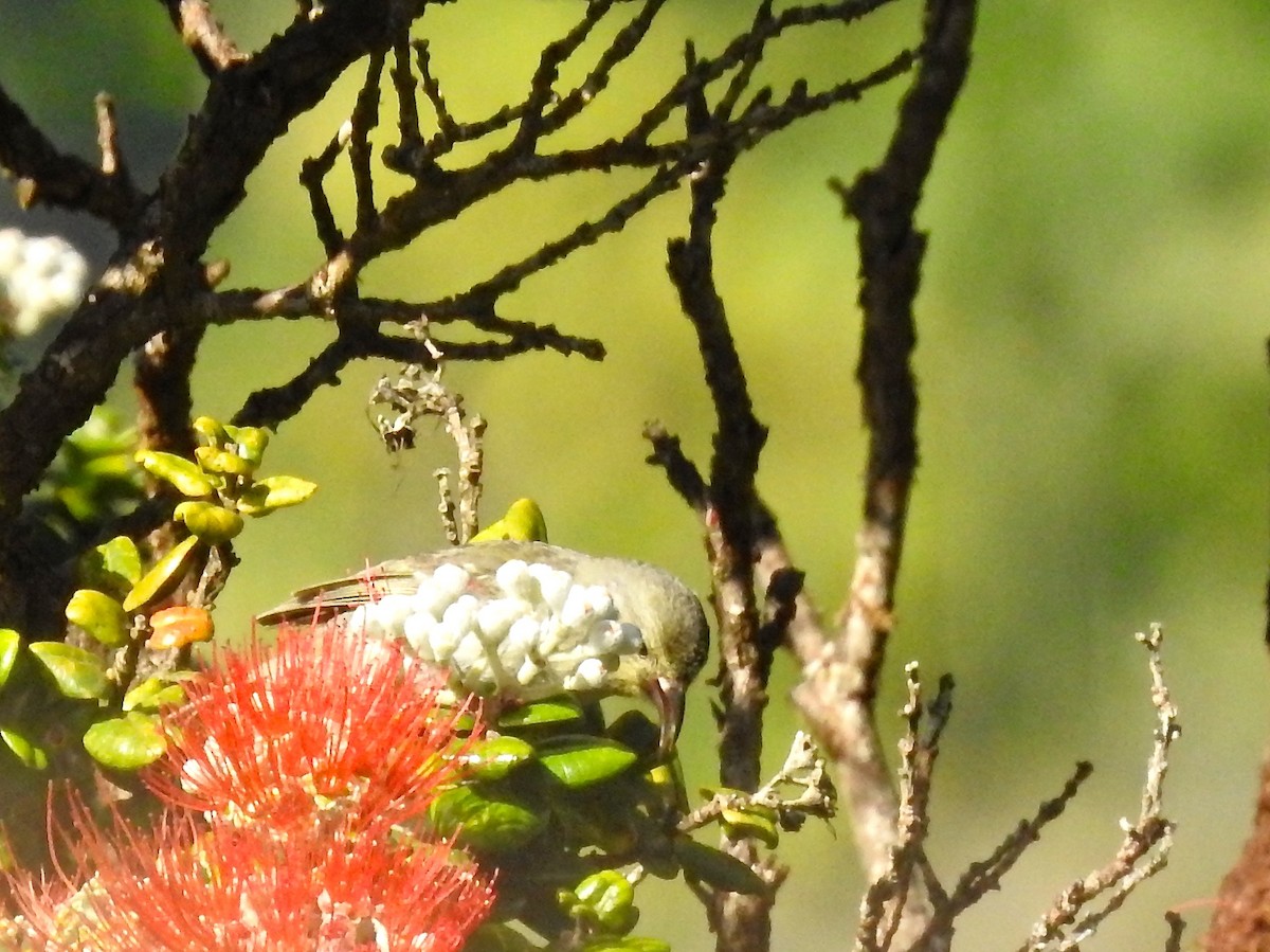 Oahu-Amakihikleidervogel - ML161373261