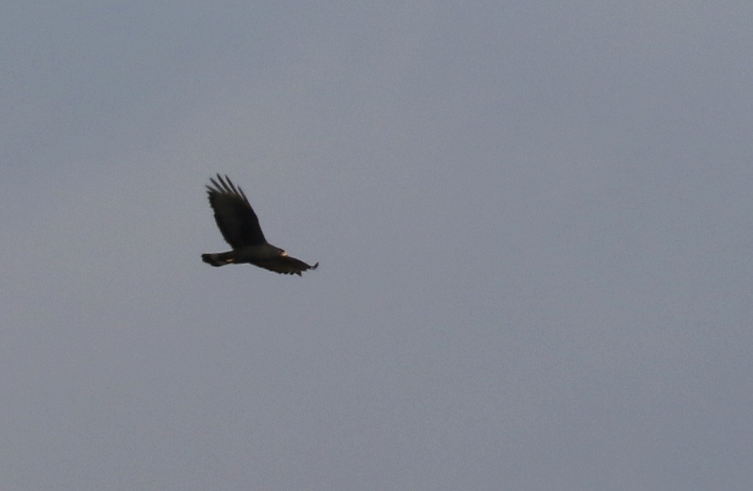 Zone-tailed Hawk - ML161373521