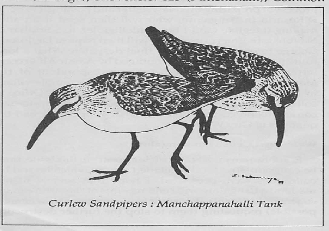Curlew Sandpiper - Subbu Subramanya
