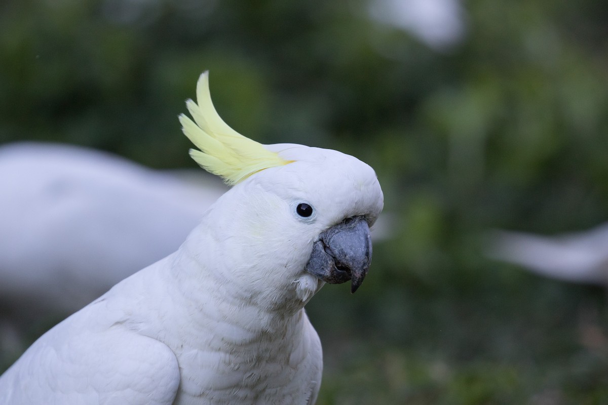Sulphur-crested Cockatoo - William Hearn