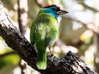  - Blue-throated Barbet