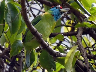  - Blue-throated Barbet