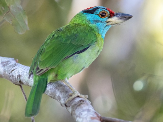  - Blue-throated Barbet (Blue-crowned) - 