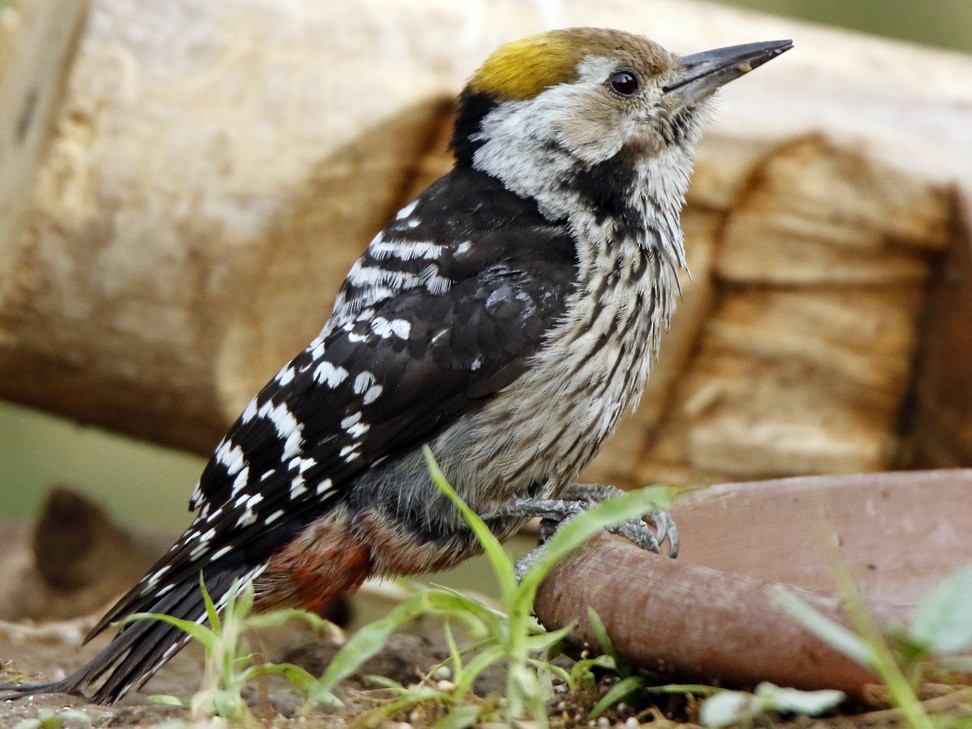 Brown-fronted Woodpecker - Subhadra Devi