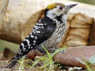  - Brown-fronted Woodpecker