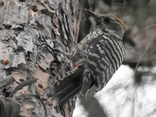  - Brown-fronted Woodpecker