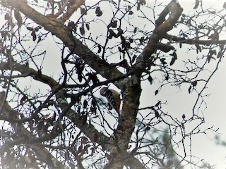  - Brown-fronted Woodpecker