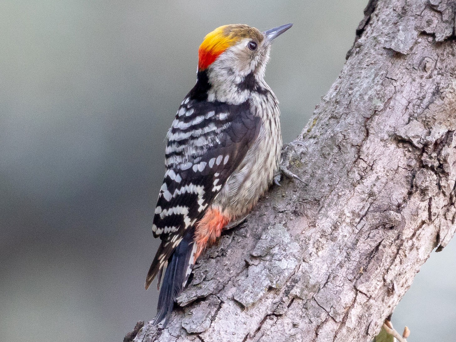 Brown-fronted Woodpecker - Louis Bevier