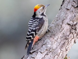  - Brown-fronted Woodpecker