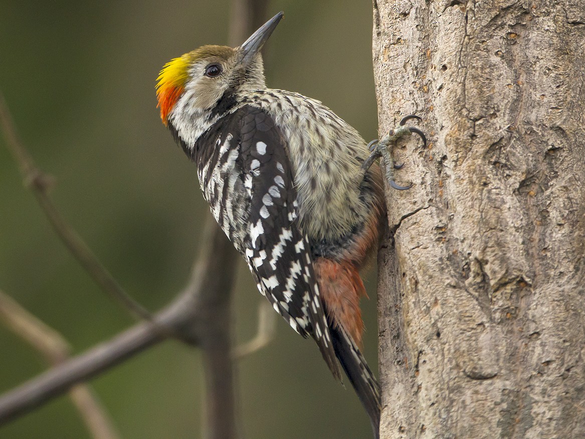 Brown-fronted Woodpecker - Soar Excursions