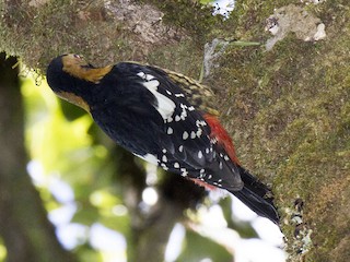  - Darjeeling Woodpecker