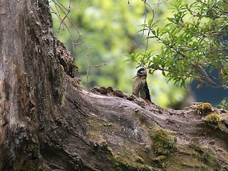  - Darjeeling Woodpecker