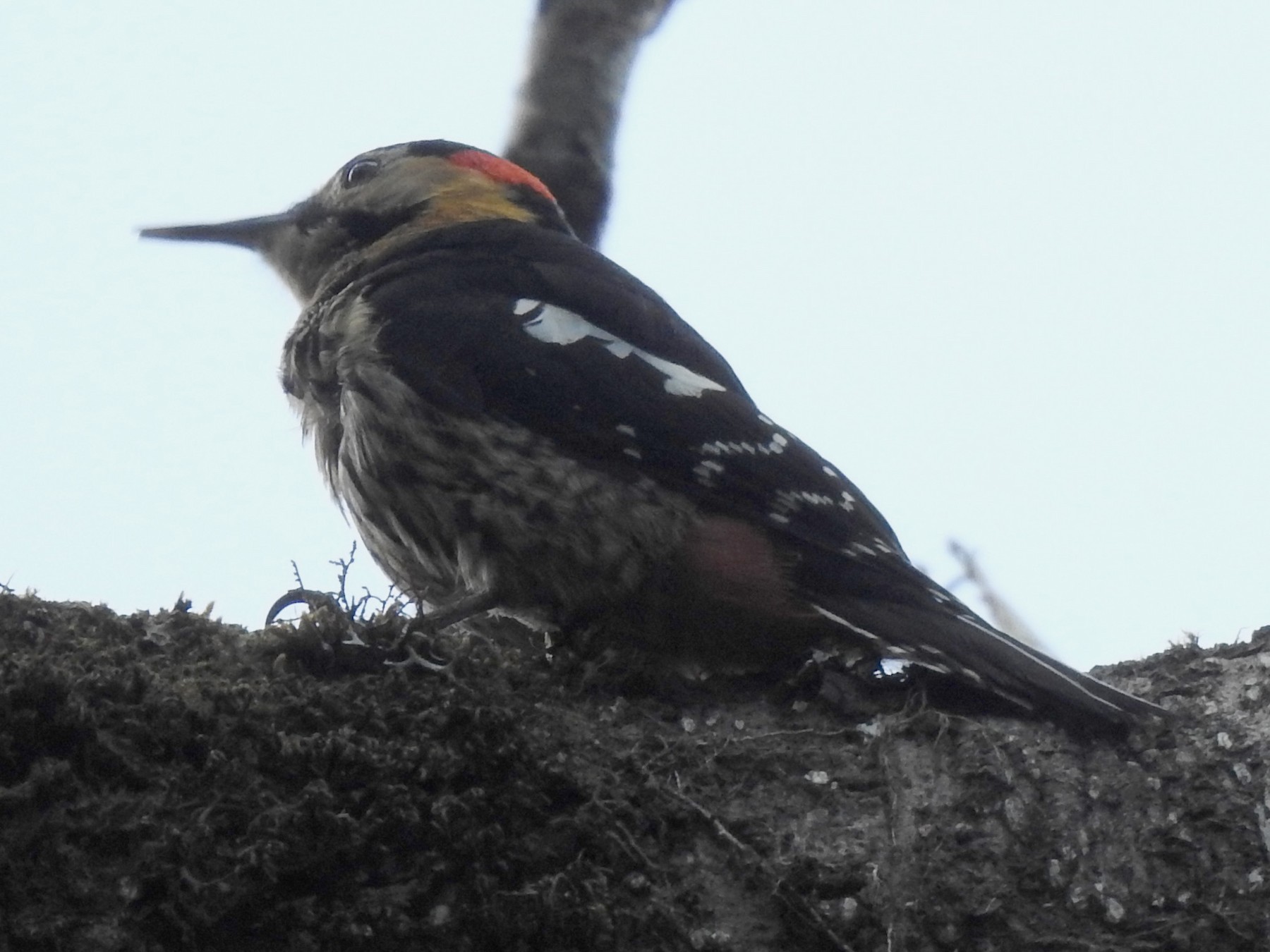 Darjeeling Woodpecker - Sachin  Main