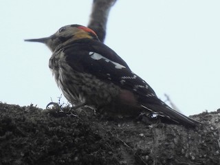  - Darjeeling Woodpecker