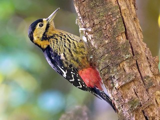  - Darjeeling Woodpecker