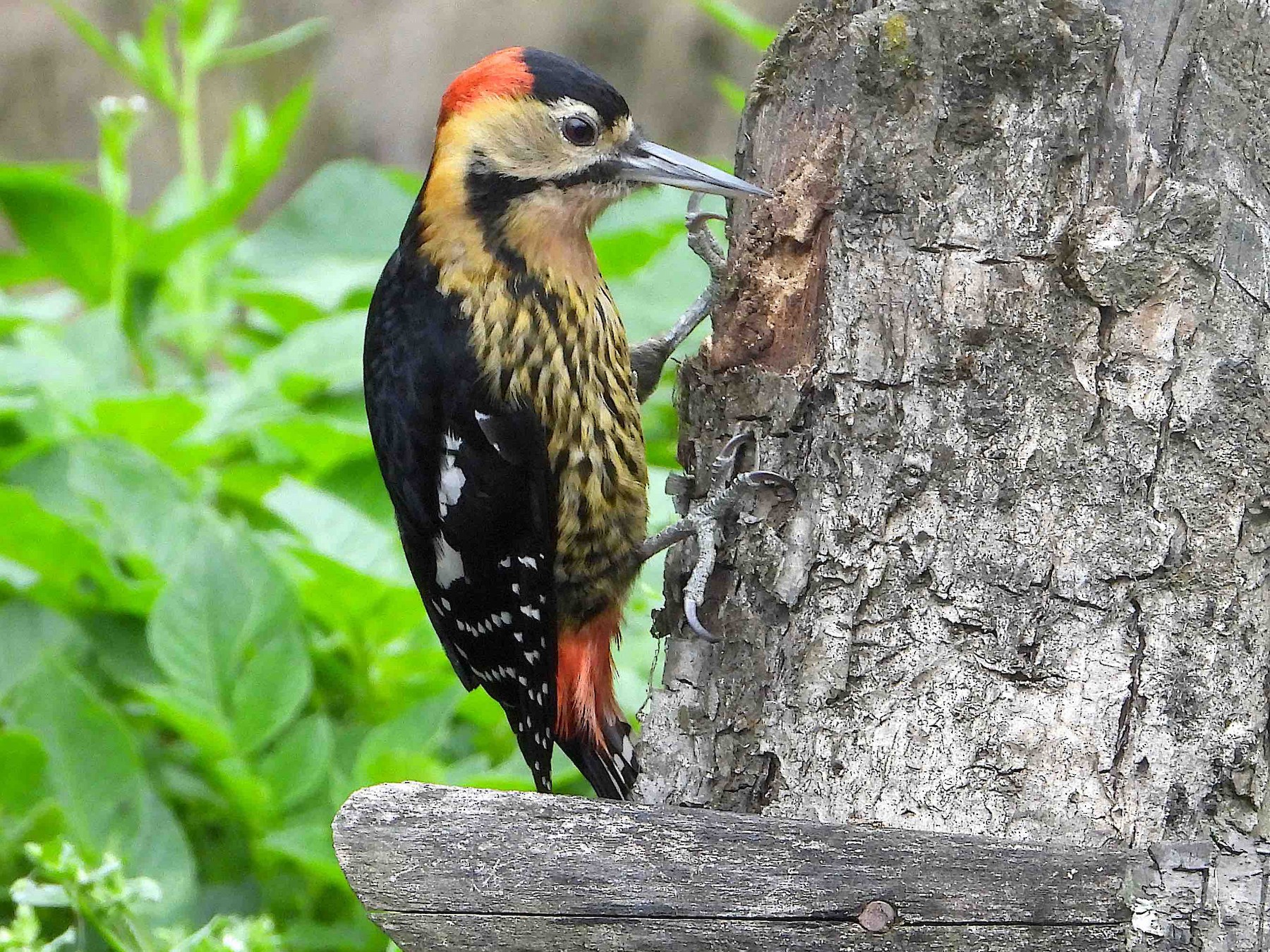Darjeeling Woodpecker - Beena Menon