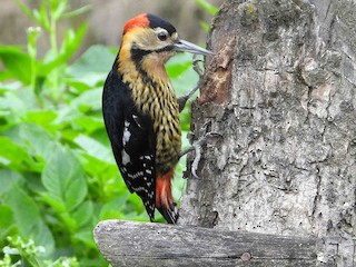 Darjeeling Woodpecker - Dendrocopos darjellensis - Birds of the World