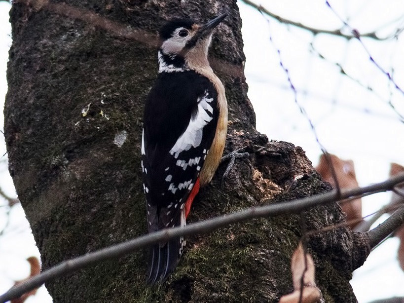 Himalayan Woodpecker - Sandip Das