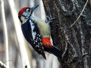  - Himalayan Woodpecker