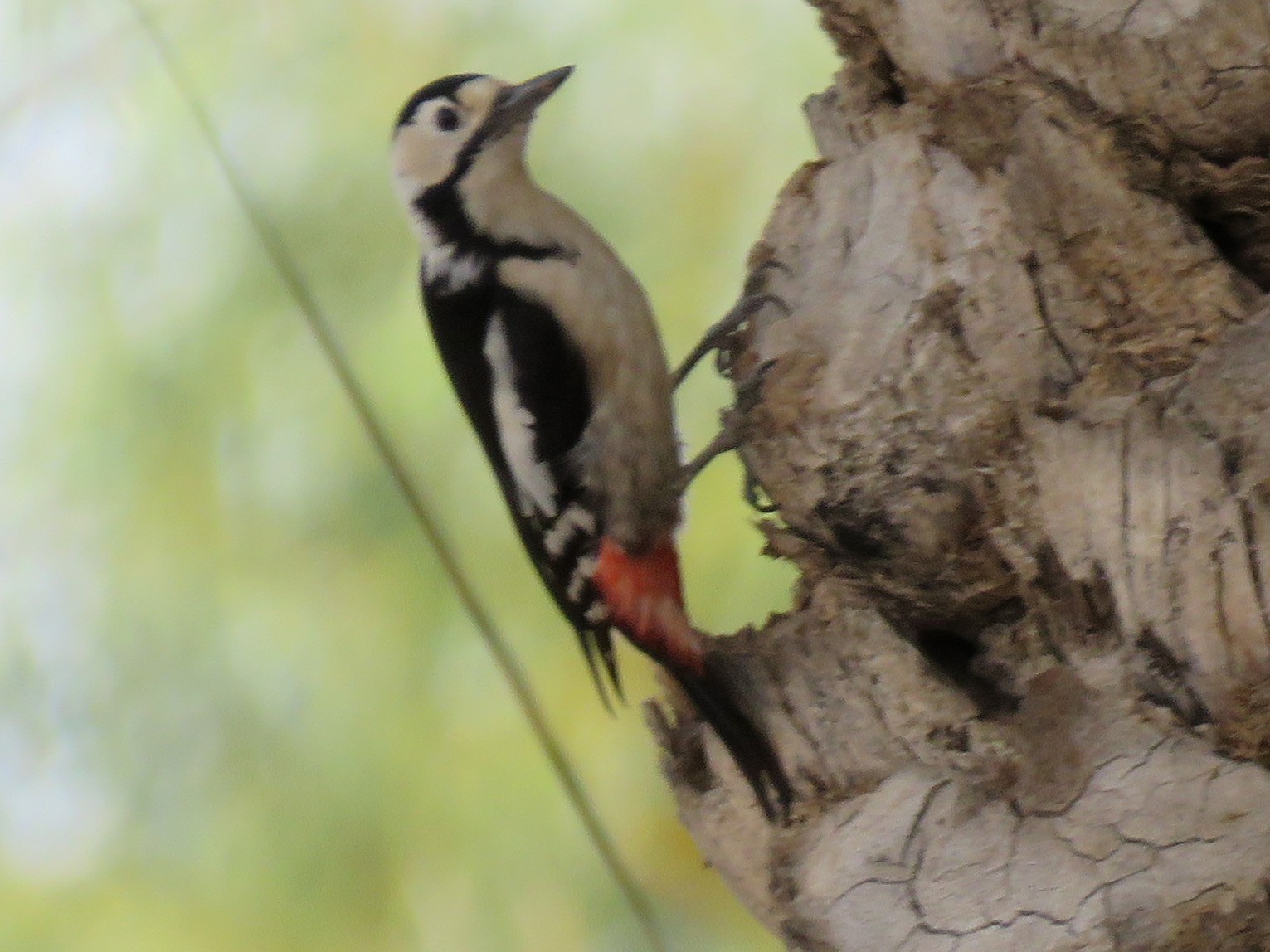Sind Woodpecker - Ali Mousavi