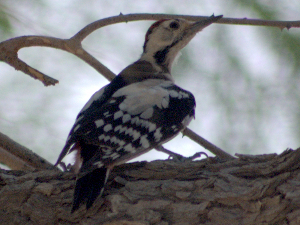 Sind Woodpecker - anant pande