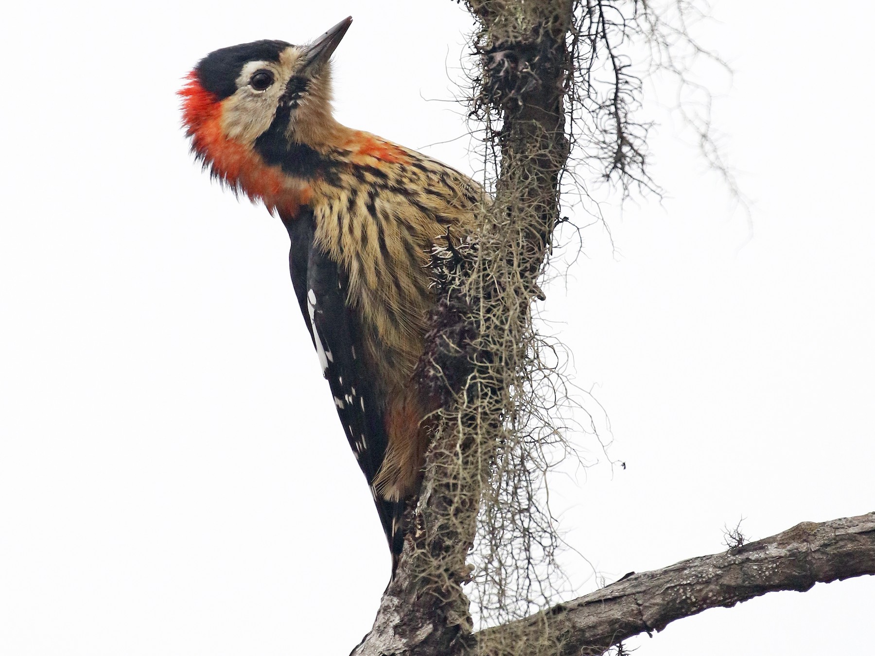 Crimson-breasted Woodpecker - Frank Thierfelder