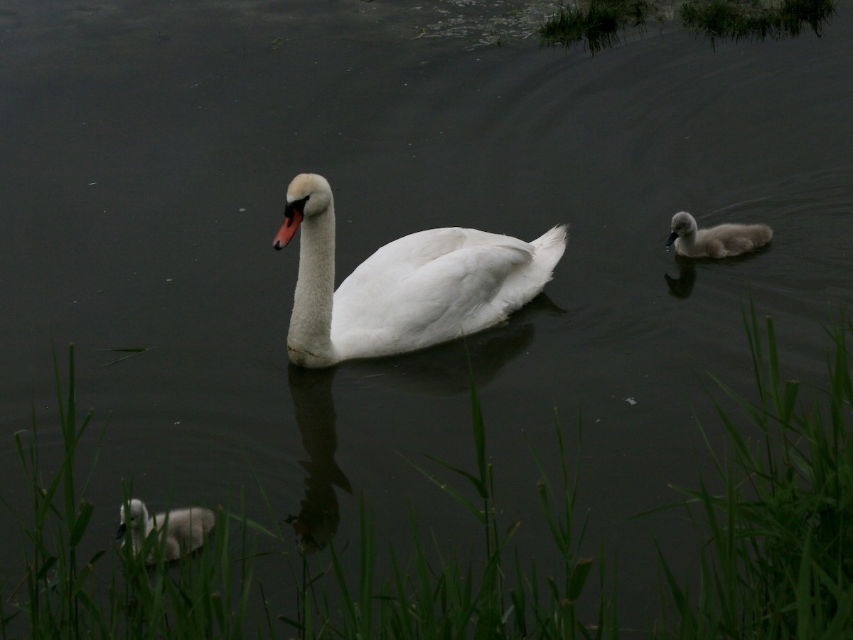 Mute Swan - Joost Foppes