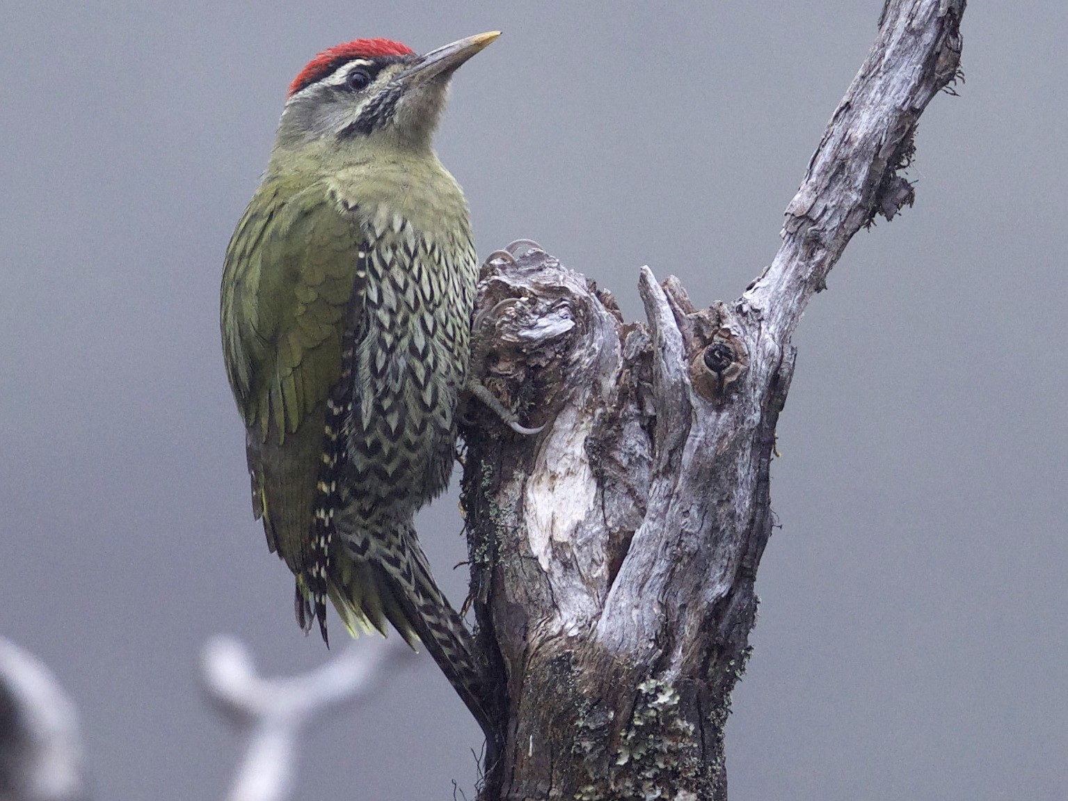 Scaly-bellied Woodpecker - jaya samkutty