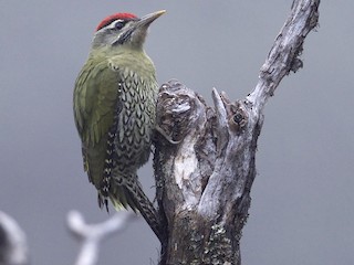  - Scaly-bellied Woodpecker
