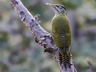 ヒマラヤアオゲラ - eBird