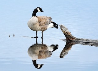 Canada Goose, ML161384221