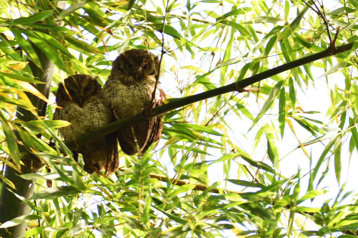 Tropical Screech-Owl - Germán  Correa Jaramillo
