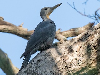  - Great Slaty Woodpecker