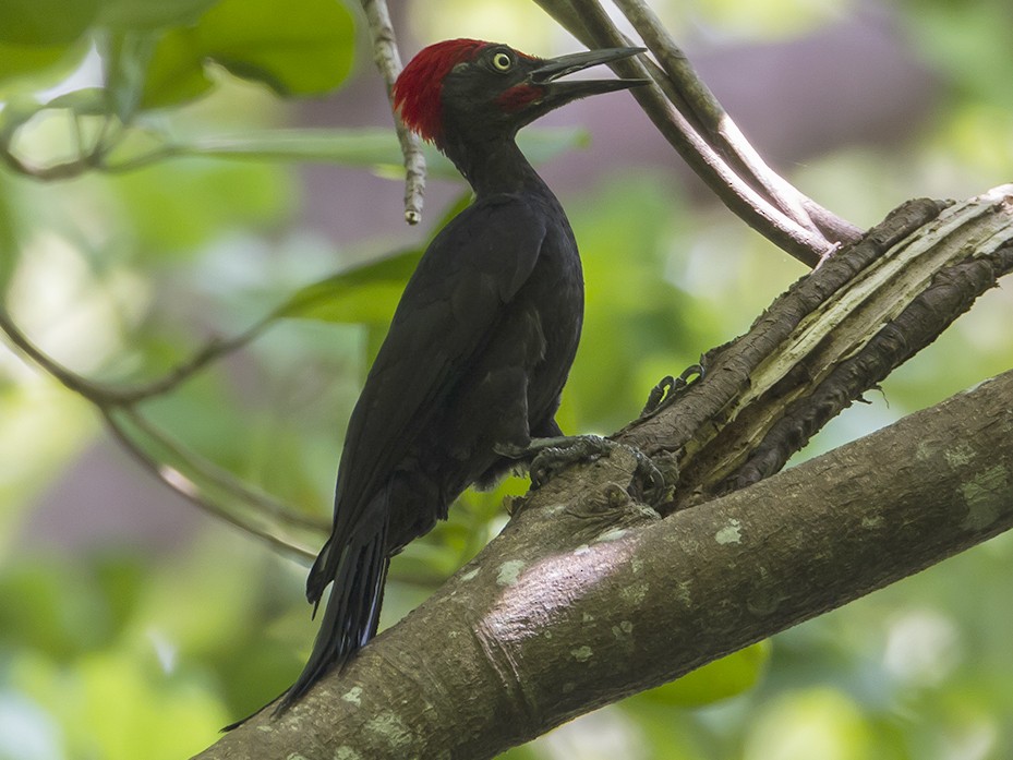 Andaman Woodpecker - Soar Excursions